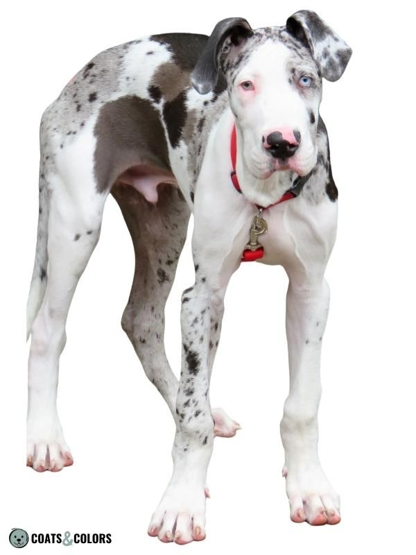 Harlequin Great Dane Merlikin