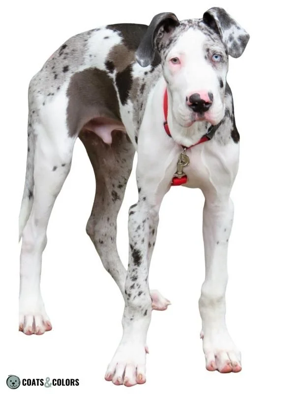 Harlequin Great Dane Merlikin