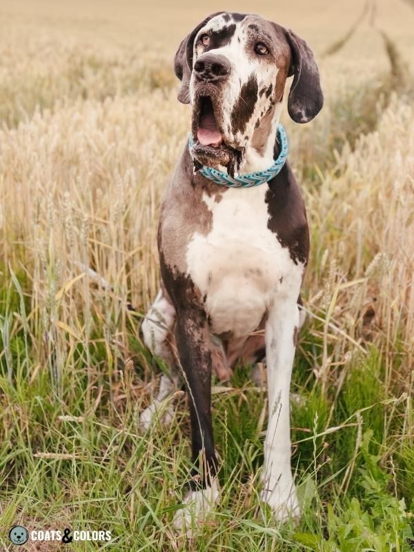 Harlequin Great Dane Mh tweed merle