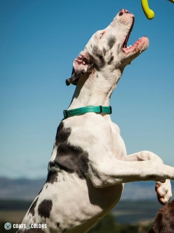 Harlequin Great Dane blue harlequin