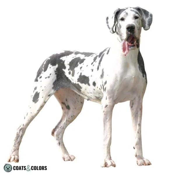 Harlequin Great Dane blue