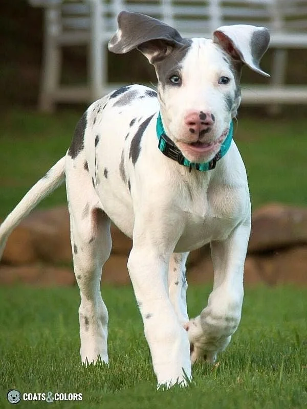 Harlequin Great Dane bluequin puppy
