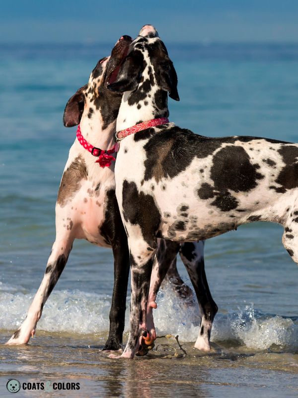 Harlequin Great Dane dilute patches