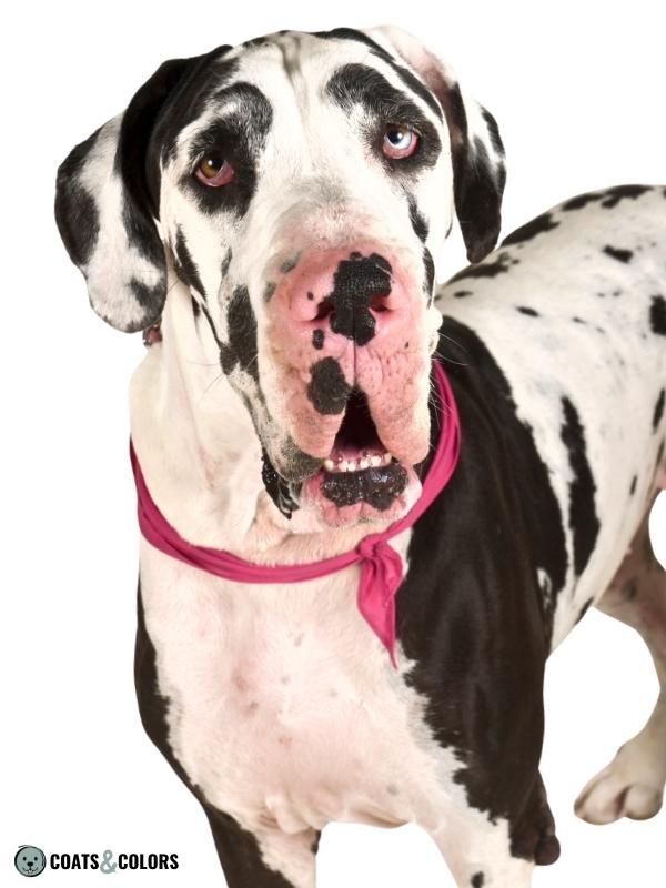 Harlequin Great Dane eyes nose