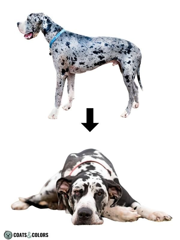 Harlequin and merle outlet great dane