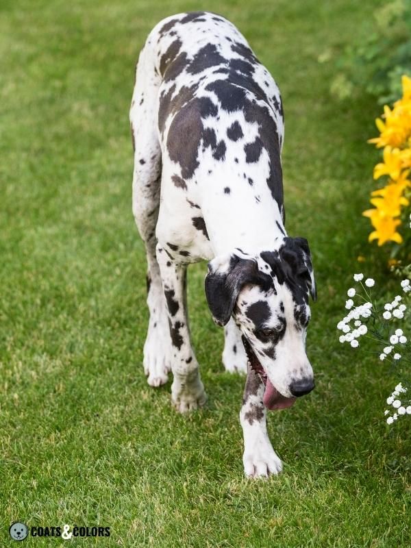 Harlequin Great Dane pattern