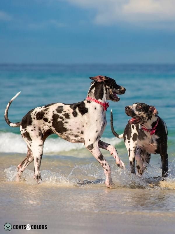 Harlequin Great Dane playing