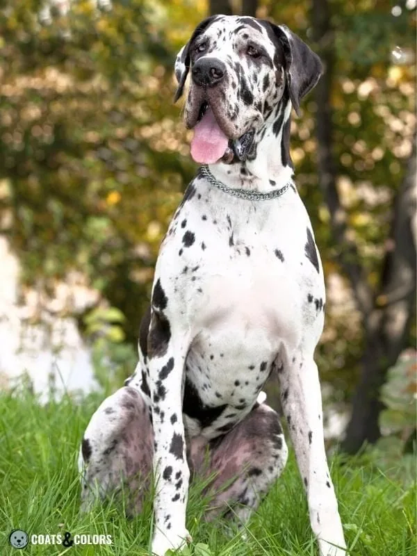 Harlequin Great Dane sitting