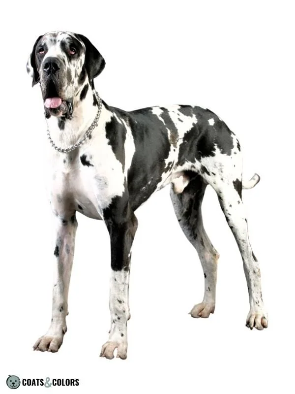 Harlequin Great Dane standing