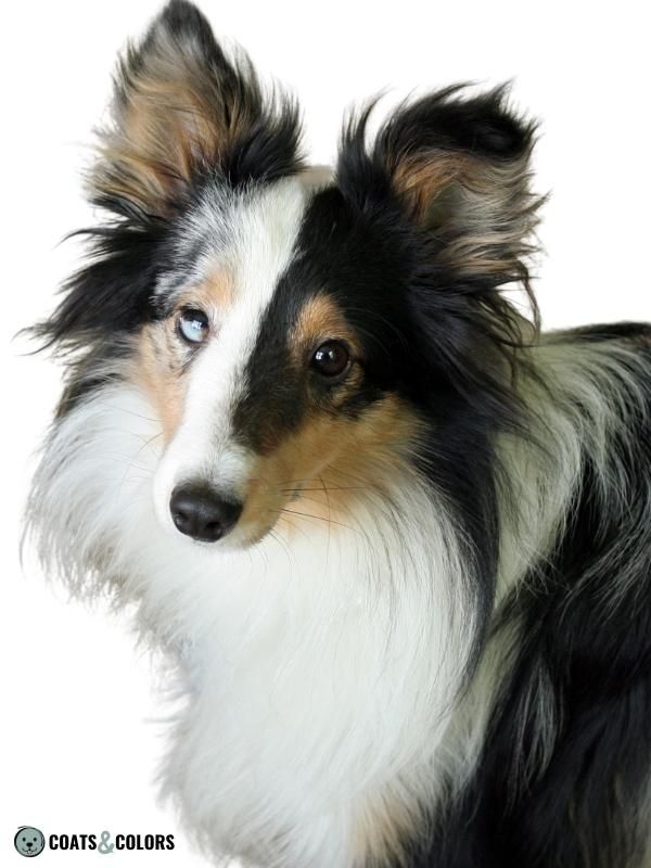 Harlequin Merle Dog Coat Color Split Face SHeltie