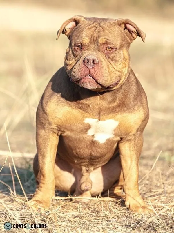 Lilac and Tan Dog Coat Bully Breed 1