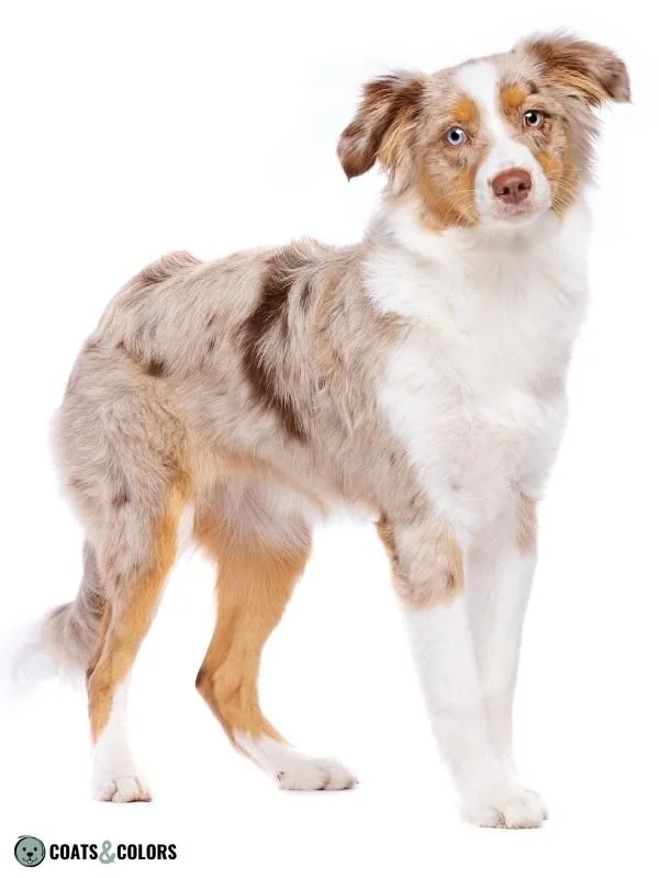 Liver Merle Tricolor Aussie