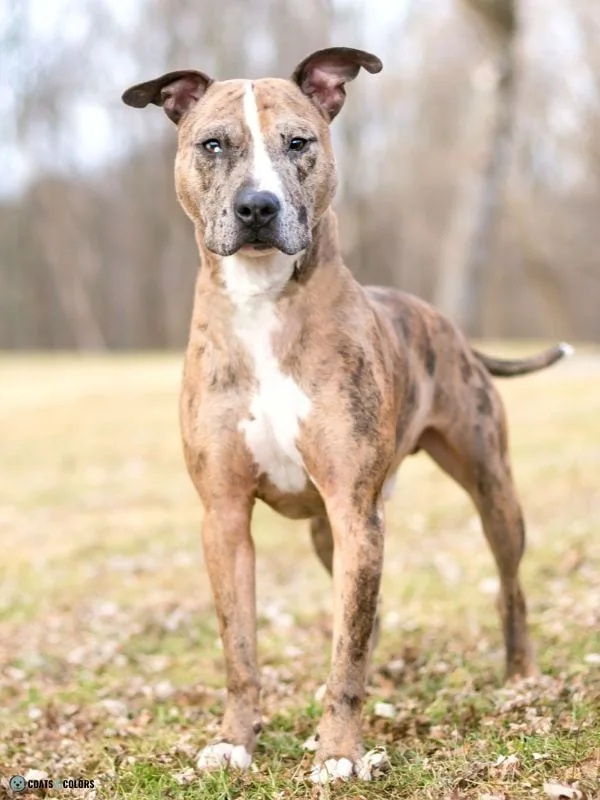 Maltese Merle Dog Coat Color brindle merle