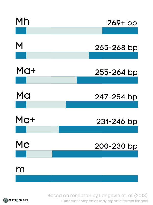 Merle Allele lengths bp