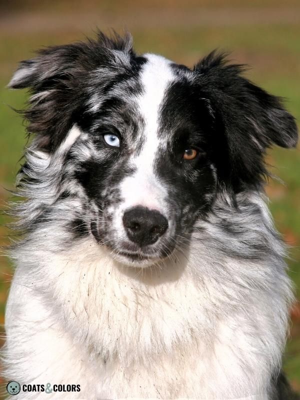 Black merle sale border collie