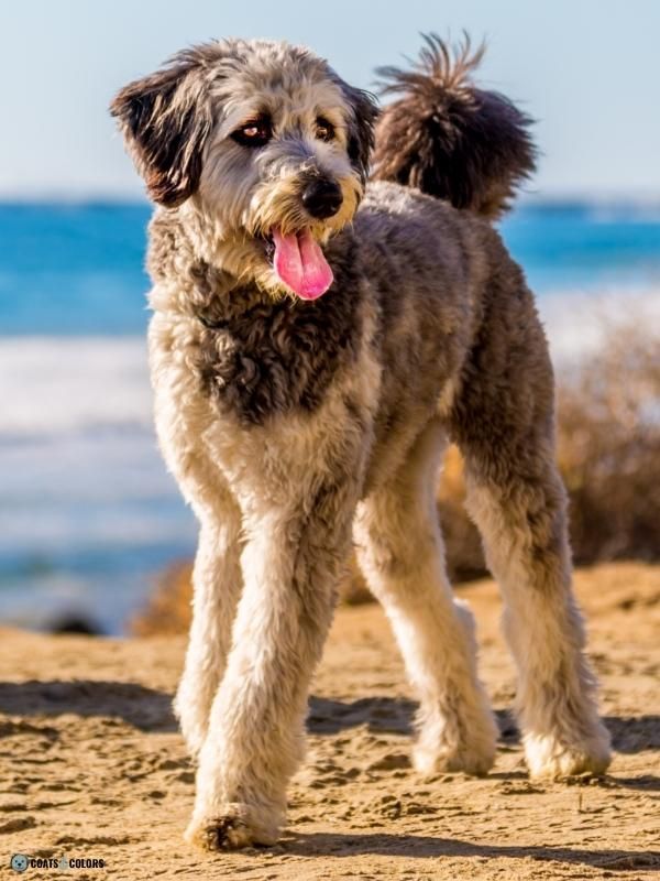 Merle Dog Coat Color Aussiedoodle