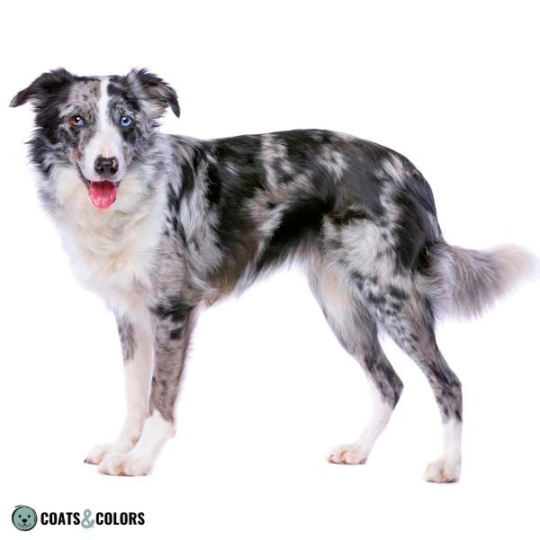 Cryptic merle border outlet collie