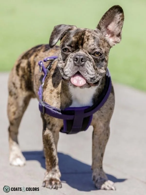 Merle Dog Coat Color Brindle Merle French Bulldog