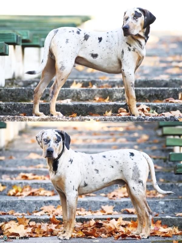 Merle Dog Coat Color Catahoula Leopard Dog atypical merle