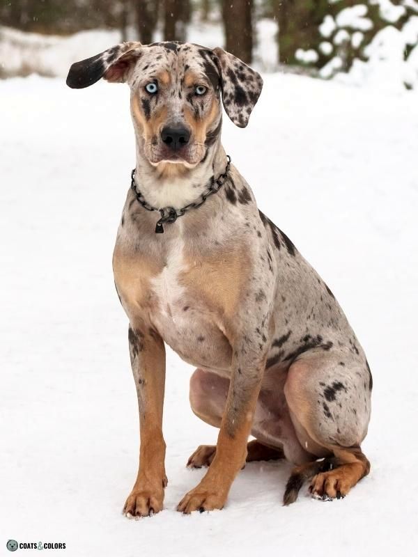 Merle Dog Coat Color Catahoula atypical merle snow