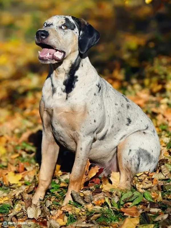 Merle Dog Coat Color Catahoula atypical merle