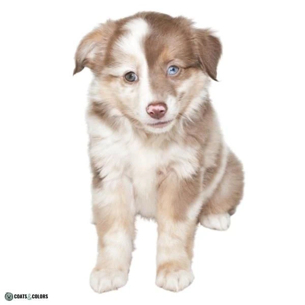 Merle Dog Coat Color Lilac Merle