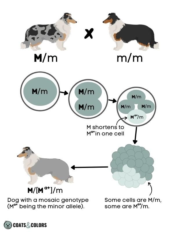 Merle Dog Coat Color Mosaicism