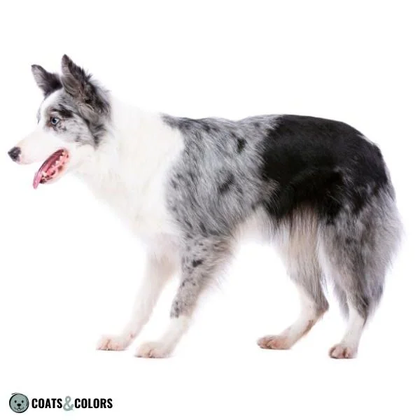 Merle Dog Coat Color Mosaik