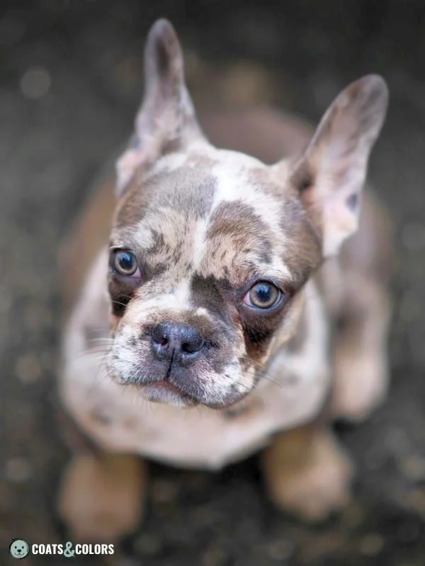 Merle Dog Coat Color Shaded Sable Merle French Bulldog
