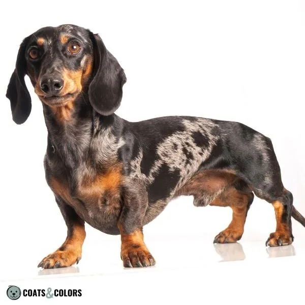 Merle Dog Coat Color Tan Point Dachshund