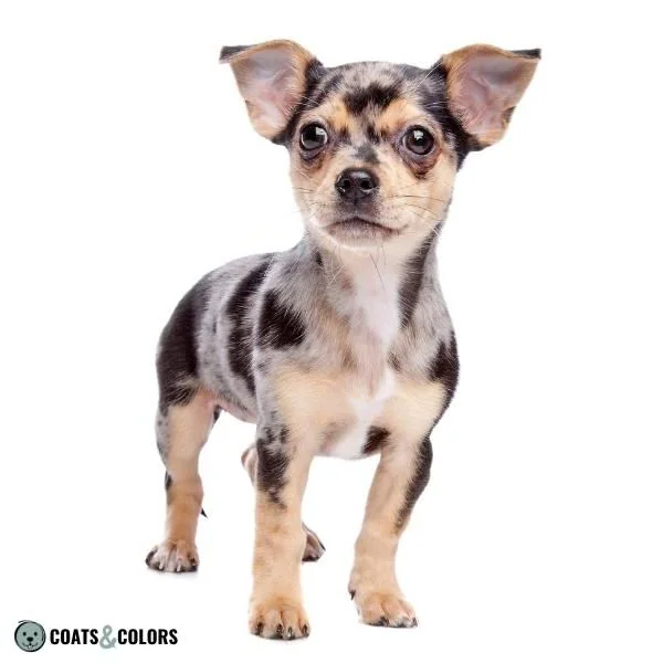 Merle Dog Coat Color Tan Point Merle Chi