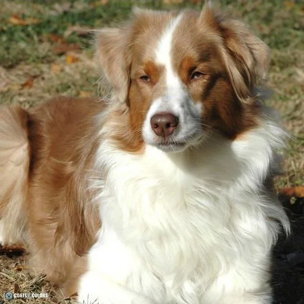 Merle Dog Coat Color atypical merle diluted look