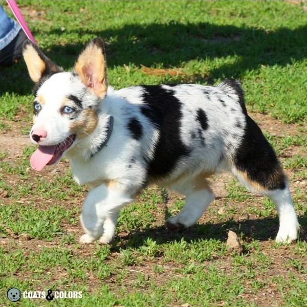 Merle Dog Coat Color harlequin merle puppy