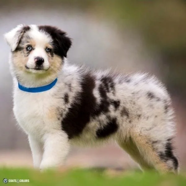 Merle Dog Coat Color herding harlequin puppy