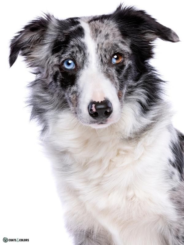 Merle Dog Coat Color heterochromia
