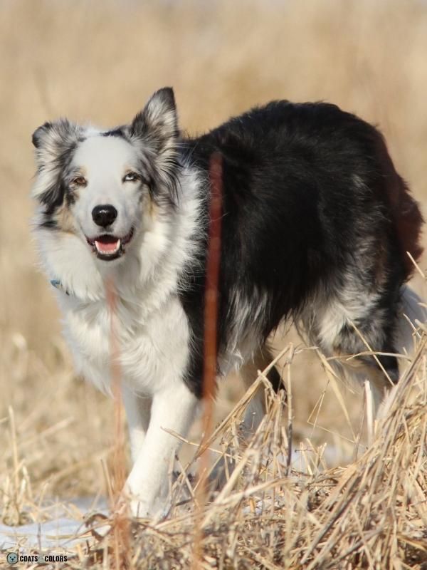 Atypical merle 2024 border collie