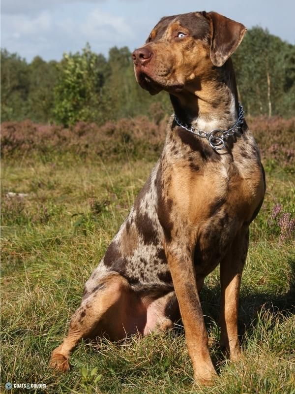 Merle Locus Coats And Colors Merle Locus Coats And Colors