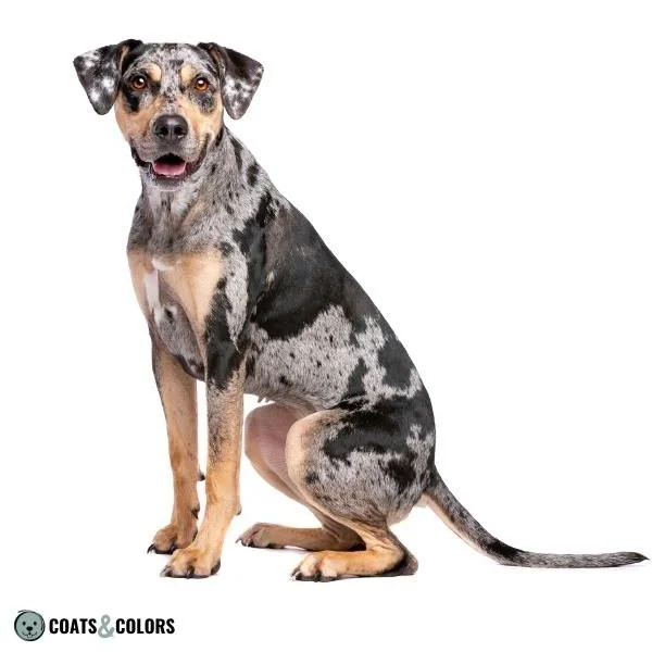 Merle Dog Coat Color tanpoint merle Catahoula Leopard Dog sit