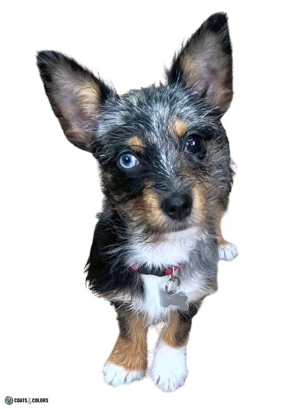 Merle Dog Coat Color terrier wirehaired