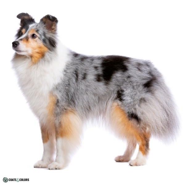 Merle Dog Coat Color tricolor merle Shetland Sheepdog