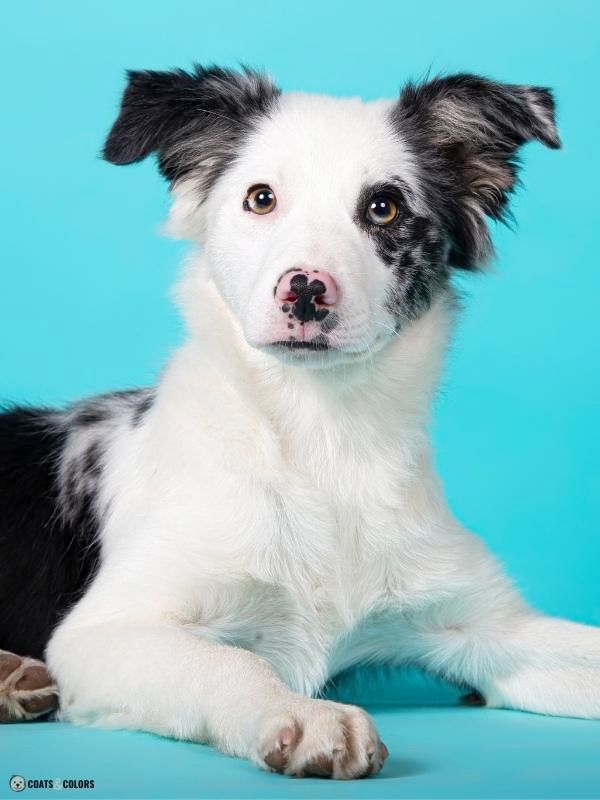 Cryptic merle best sale border collie