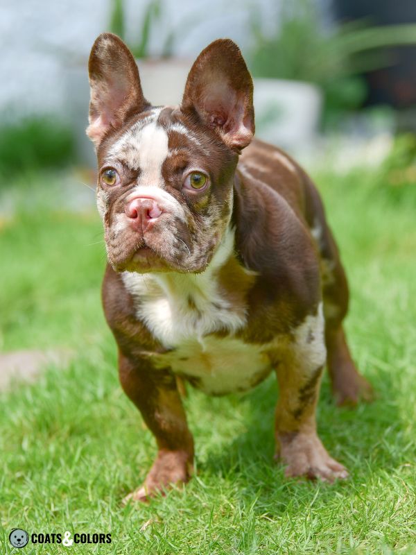 Minimal Merle Dog Coat Color French Bulldog