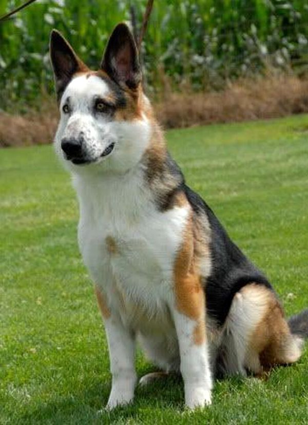 Piebald hot sale german shepherd