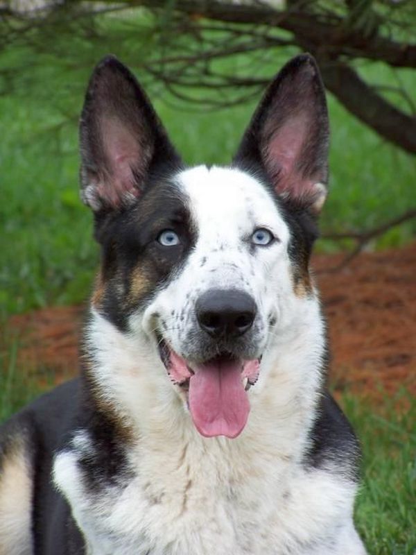 German shepherd panda store coat