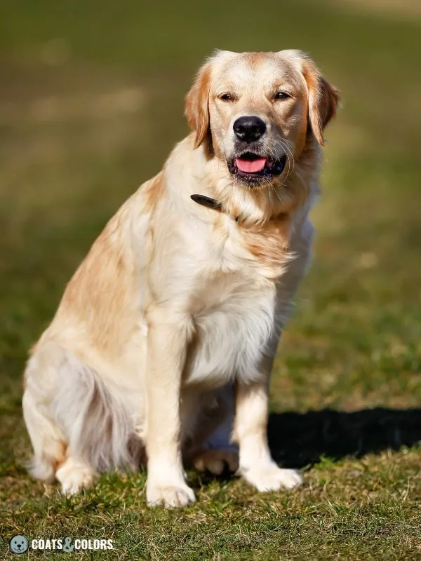 Phaeomelanin Intensity Golden Retriever yellow