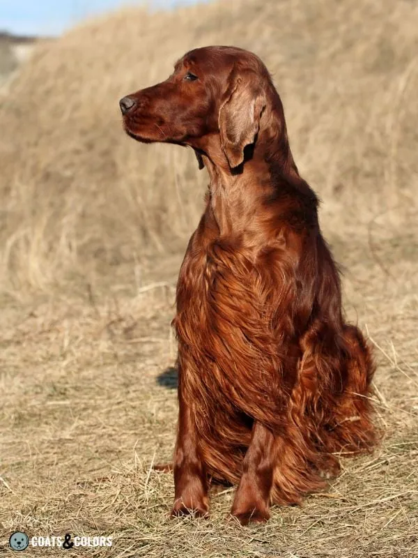 Phaeomelanin Intensity Irish Setter red