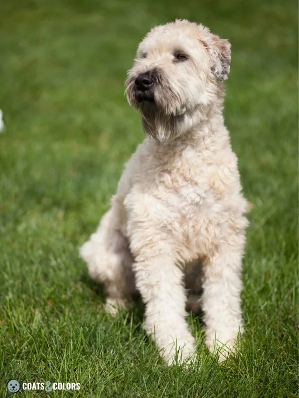 Phaeomelanin Intensity Irish Soft Coated Whetaen Terrier tan