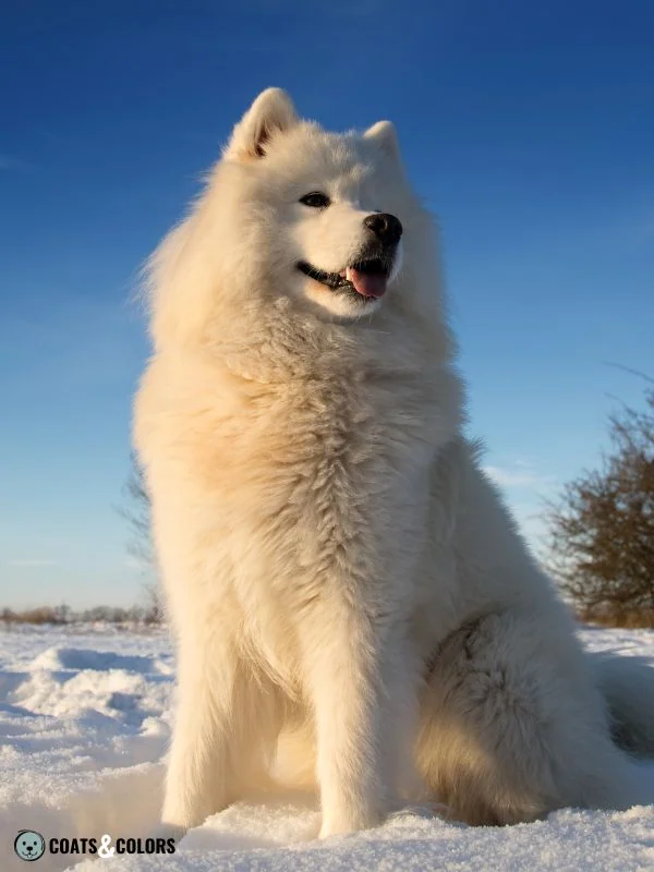 Phaeomelanin Intensity Samoyed white