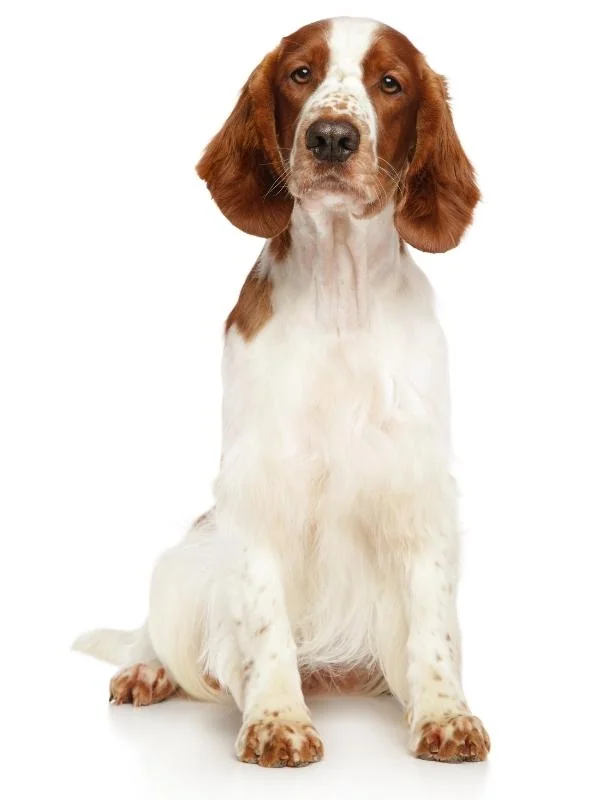 Phaeomelanin Intensity Welsh Sringer Spaniel
