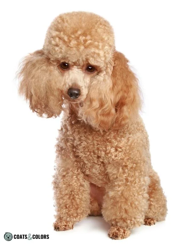 Phaeomelanin Intensity apricot Poodle